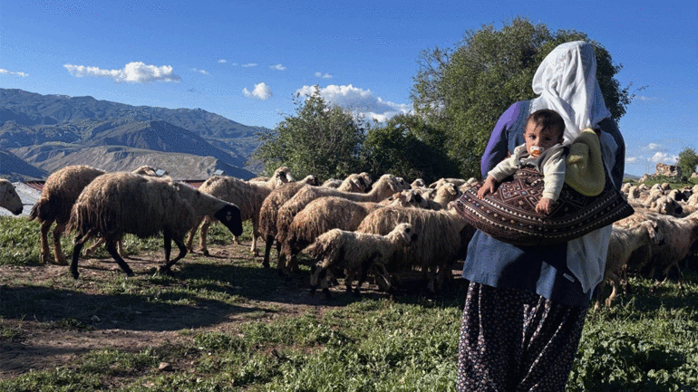 Yüksek yaylalarda binbir emekle üretiliyor: Erzincan tulum peyniri