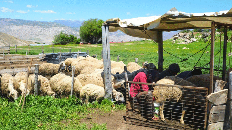 Yüksek yaylalarda binbir emekle üretiliyor: Erzincan tulum peyniri