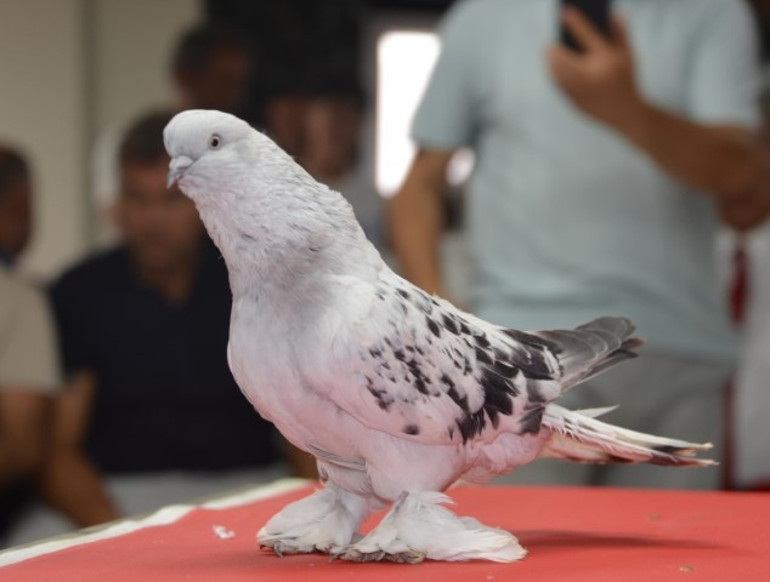 Güvercin deyip geçmeyin Fiyatını duyanlar şok oluyor... Kırmızı halıda boy gösterdiler