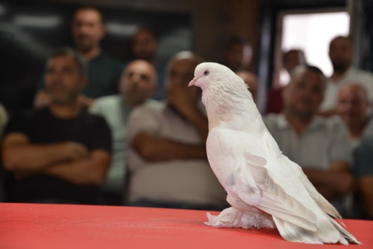 Güvercin deyip geçmeyin Fiyatını duyanlar şok oluyor... Kırmızı halıda boy gösterdiler