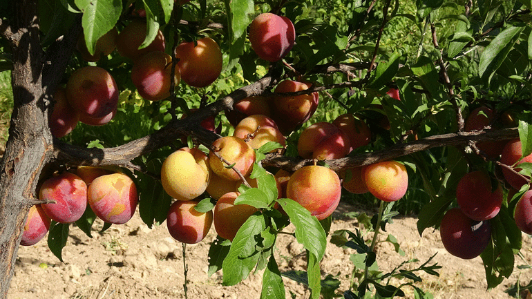 Malatyada Santa Maria armudu ve nektarin hasadı
