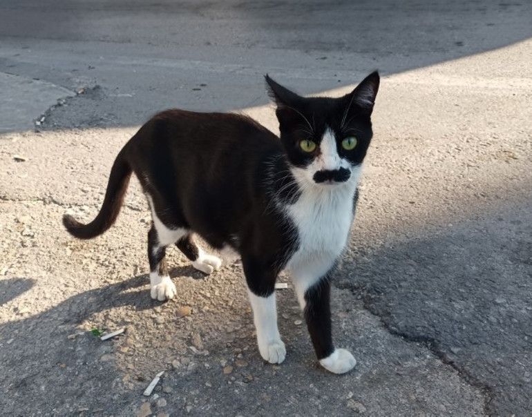Pala bıyıklı kedi görenleri tebessüm ettiriyor