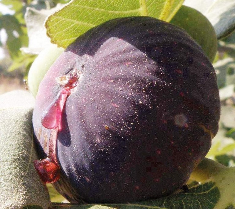 Bir incirde kaç kuşaklık bilgi var