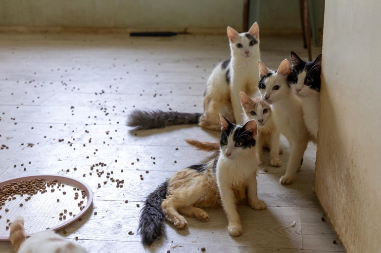 Mersinde çöp ev ihbarıyla gidilen adresten yaklaşık 100 kedi çıktı