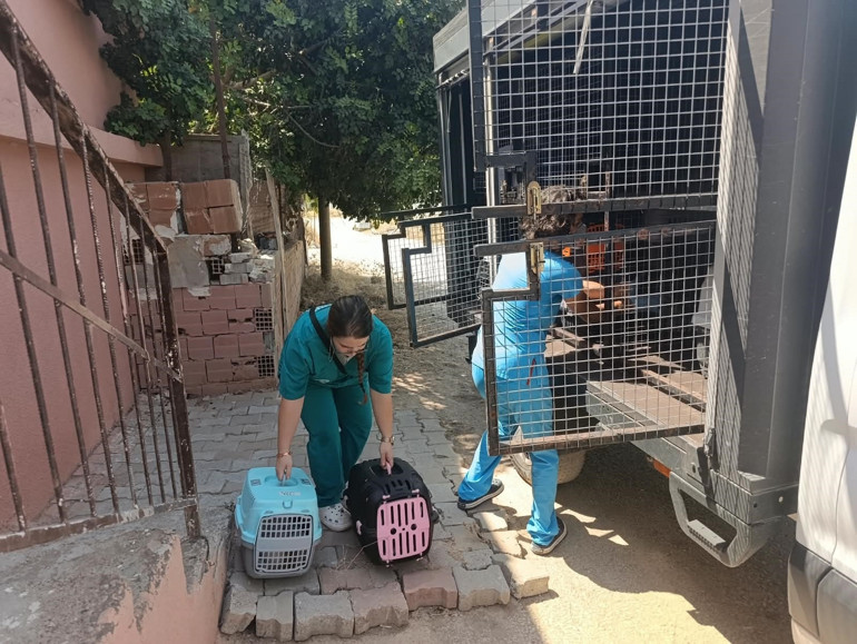 Mersinde çöp ev ihbarıyla gidilen adresten yaklaşık 100 kedi çıktı