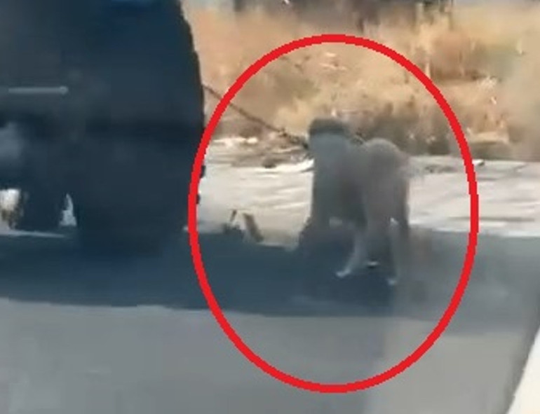 Diyarbakırda vicdansızlık kamerada: Köpeği traktörün arkasına bağlayıp koşturdu