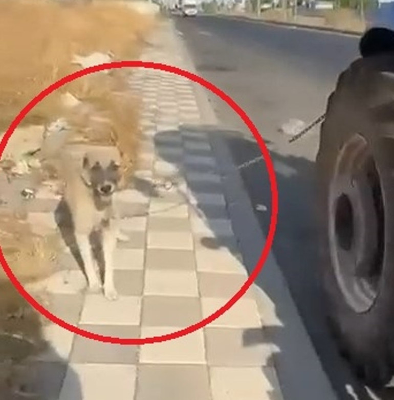 Diyarbakırda vicdansızlık kamerada: Köpeği traktörün arkasına bağlayıp koşturdu