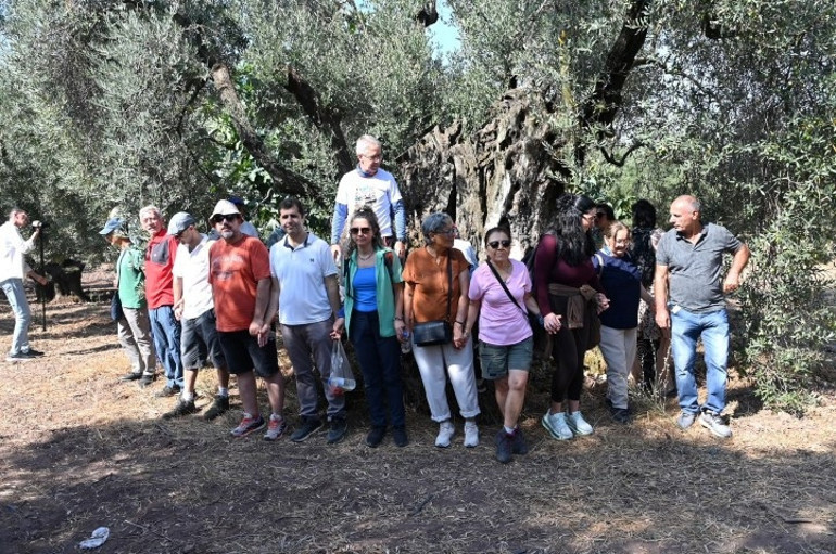 Bursada 15 asırlık zeytin ağacı görenleri şaşırtıyor: Hala meyve vermeye devam ediyor