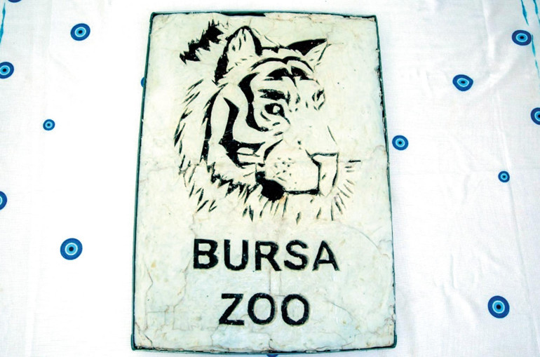 Victoria 100 günlük