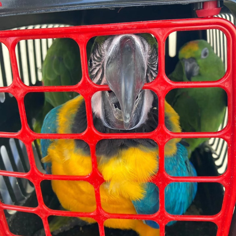 Köprü gişelerinde kaçak kuş operasyonu: Macaw ve Amazon papağanlarına el konuldu