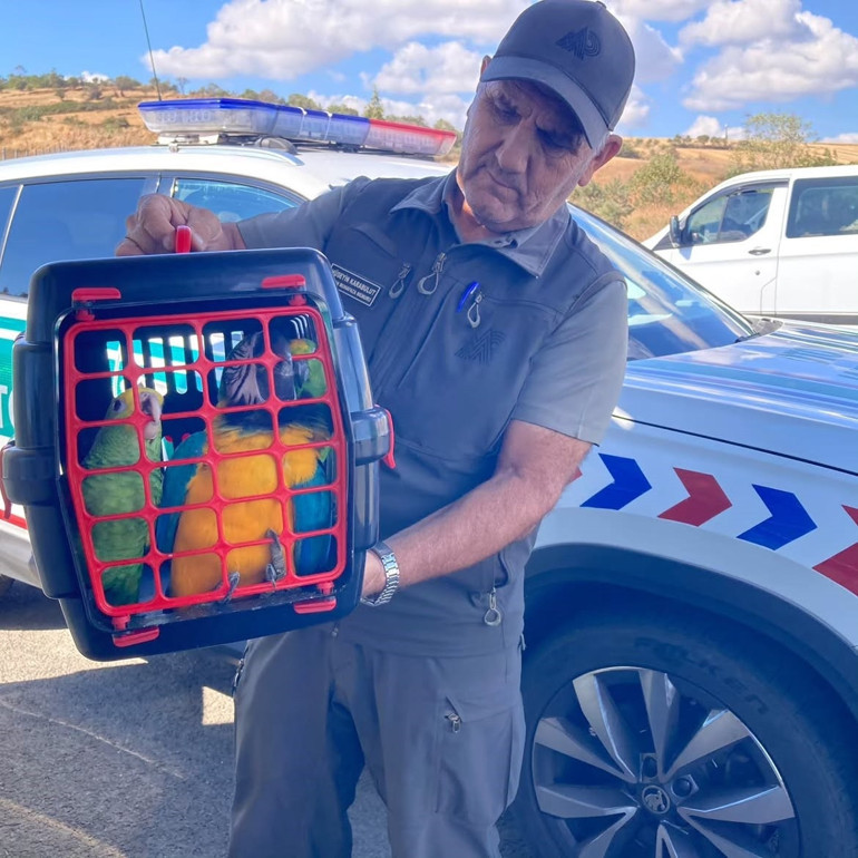 Köprü gişelerinde kaçak kuş operasyonu: Macaw ve Amazon papağanlarına el konuldu