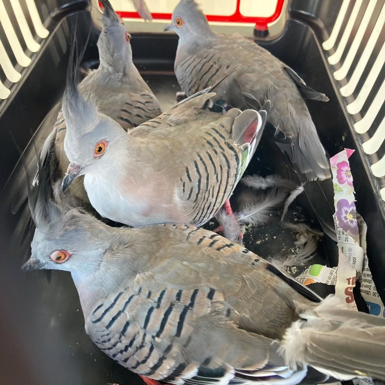 Köprü gişelerinde kaçak kuş operasyonu: Macaw ve Amazon papağanlarına el konuldu