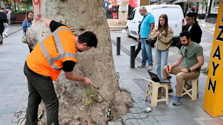 Yüzyıllık anıt ağaçlara akustik tomografi ayarı: Çürümeler tek tek tespit edilecek
