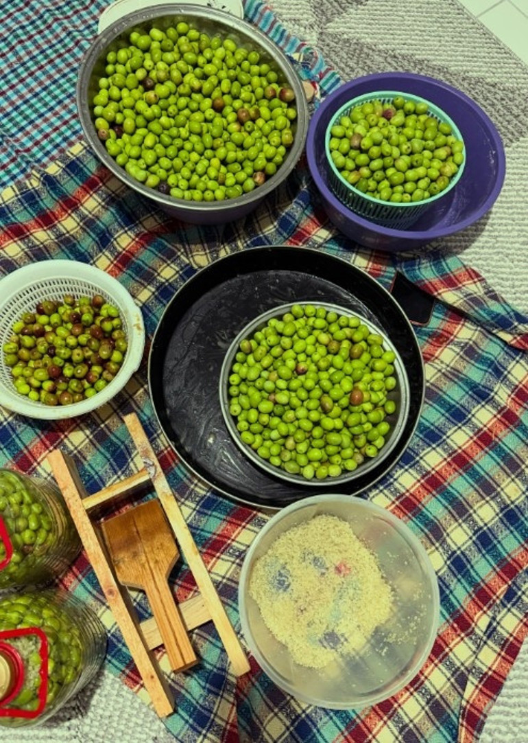 Aslıhan Gürbüz bahçeye girdi... “Bu yıl zeytin yüzümü güldürdü”