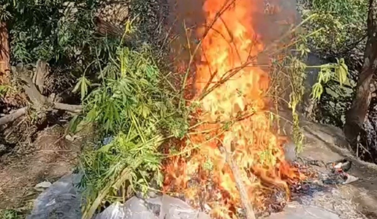 Diyarbakır'da 1,2 ton esrar imha edildi