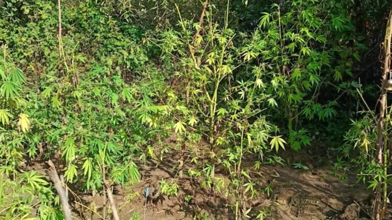Diyarbakır'da 1,2 ton esrar imha edildi