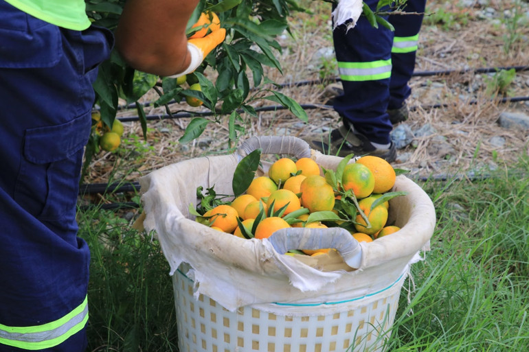 Çiftçiye destek, çocuklara ikram: 100 ton mandalina dağıtıldı