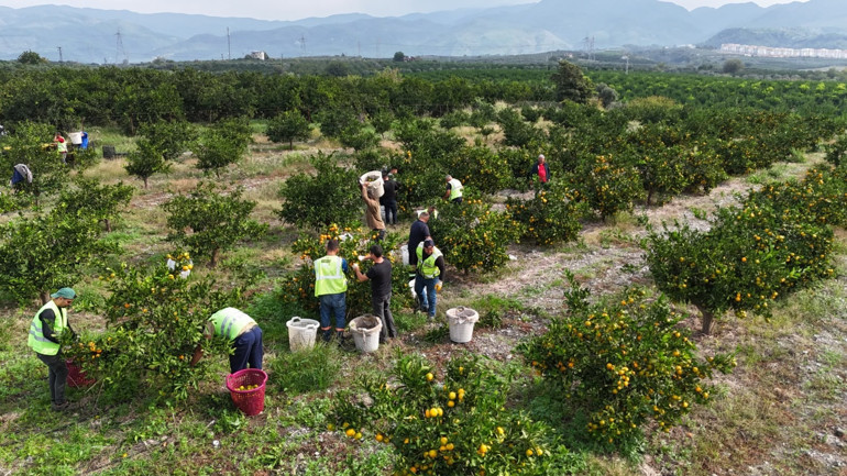 Çiftçiye destek, çocuklara ikram: 100 ton mandalina dağıtıldı