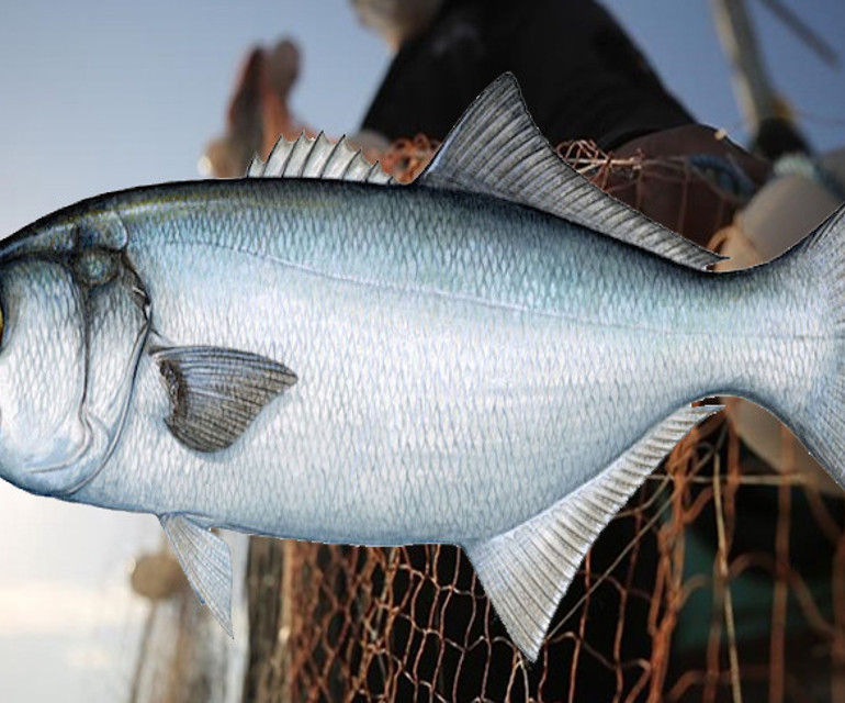 Vay lüfer vay... İstanbulun simgesi küllerinden doğuyor! Vay lüfer vay... İstanbulun simgesi küllerinden doğuyor!