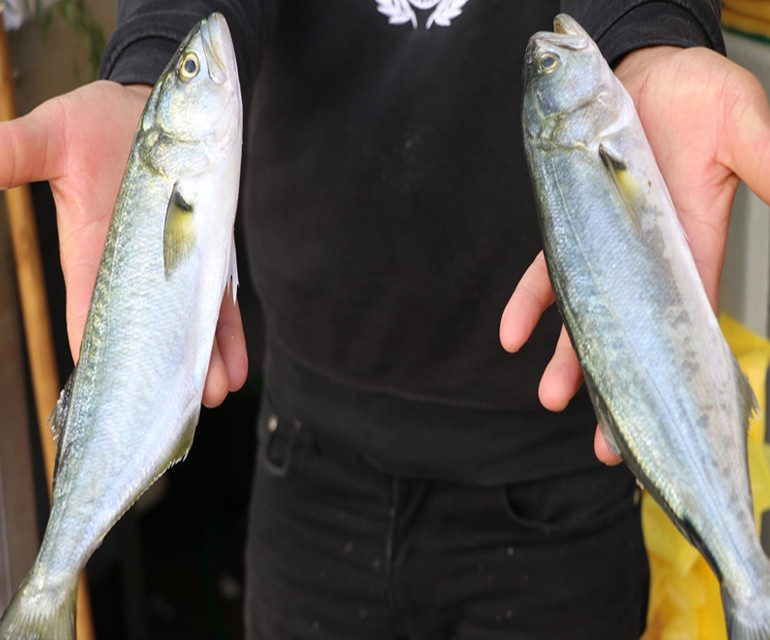 Vay lüfer vay... İstanbulun simgesi küllerinden doğuyor! Vay lüfer vay... İstanbulun simgesi küllerinden doğuyor!