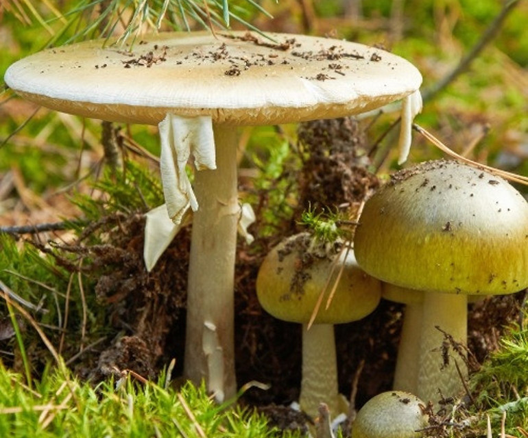 Belgrad Ormanında zehirli köygöçüren mantarlarını kim topladı? Bu inanışlar hayatlara mal olabilir