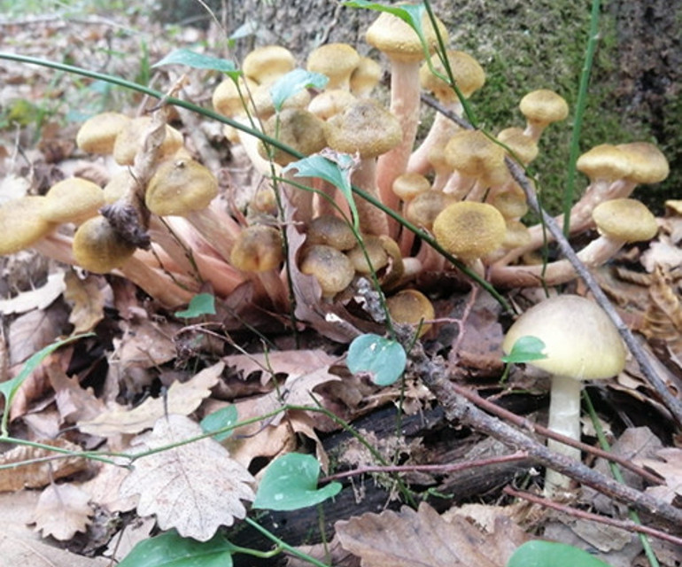 Onları ben topladım... Kaybolan zehirli mantarların ardından 25 yıllık acı bir hikaye çıktı!