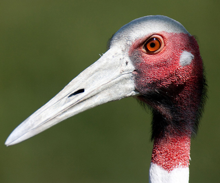 Dünyanın en sadık kuşları turnalar şimdi ilişkilerine üçüncüyü dahil ediyor… Sebebi ise tahmin ettiğinizden çok farklı! Dünyanın en sadık kuşları turnalar şimdi ilişkilerine üçüncüyü dahil ediyor… Sebebi ise tahmin ettiğinizden çok farklı!