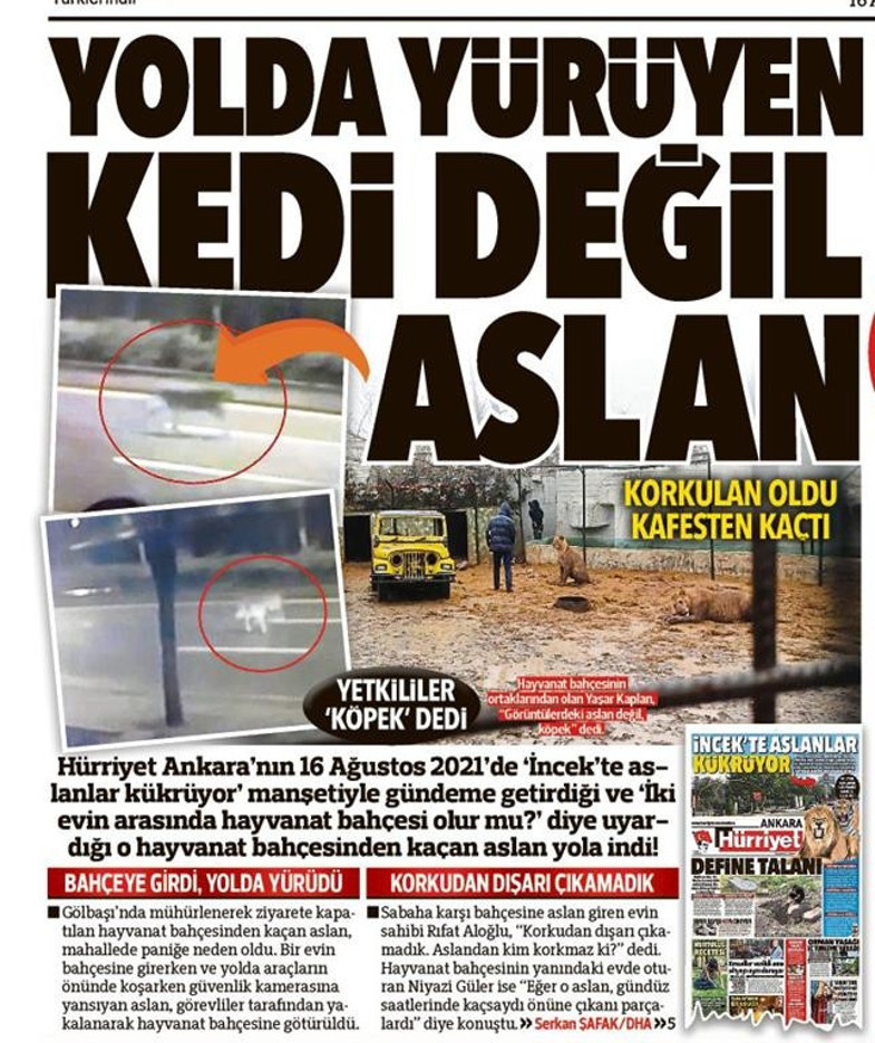 Firari aslanın ardından