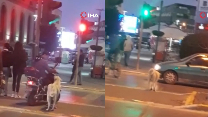 Trafik kurallarına uyan köpek	