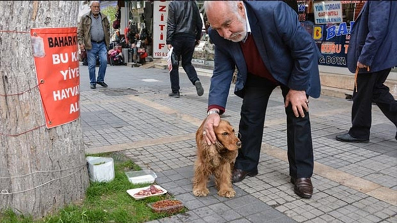 Sokak hayvanlarına evlat şefkatiyle bakıyor