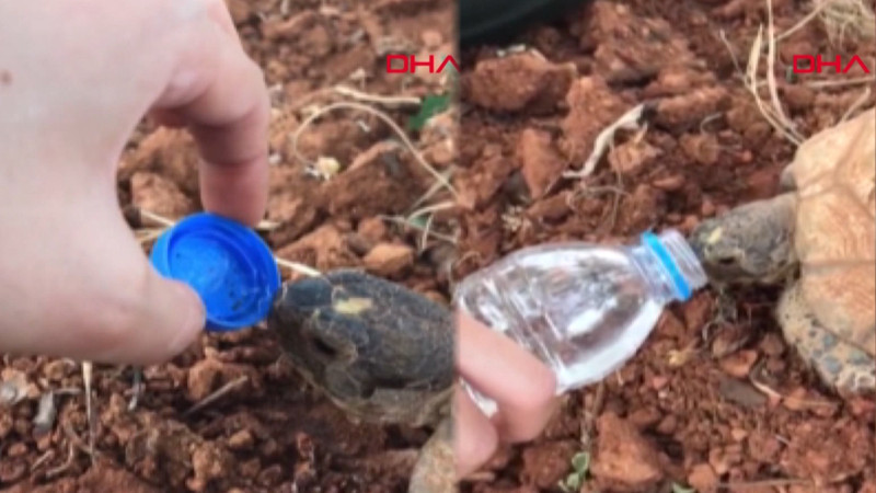 Doğasever, susuz kalan kaplumbağayla suyunu paylaştı