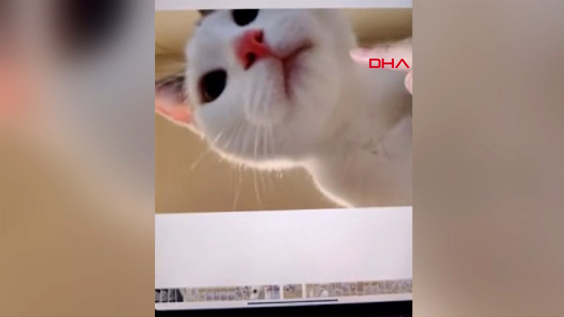 Avustralya'da tabletle selfie çeken kedi ilgi odağı