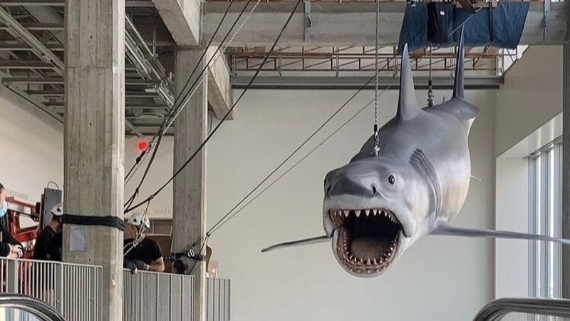 ABD'de Jaws filminde kullanılan dev köpekbalığı yenilendi