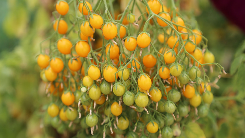 Pandemi sürecinde ilaçsız üretilen minyatür ürünlere talep patlaması oldu
