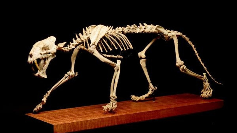 İsviçre'de 40 milyon yıllık 'kılıç dişli kaplan' açık artırmayla satılıyor