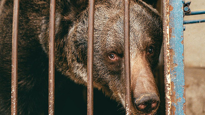 Dünyanın en yalnız ayısı Jambolina Ukrayna'dan İsviçre'ye götürüldü
