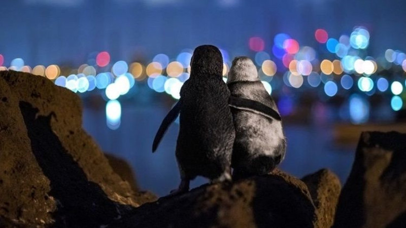 Dul penguenlerin fotoğrafı büyük ödülü kaptı!