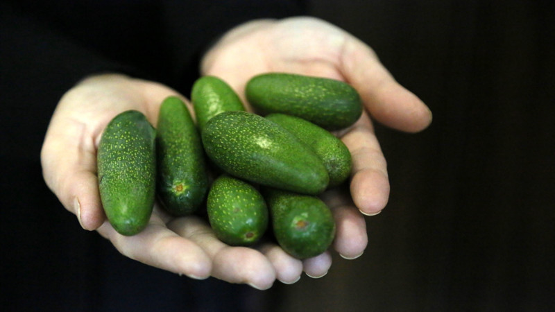 Normal avokadoyla aynı ağaçta yetişiyor ama daha avantajlı