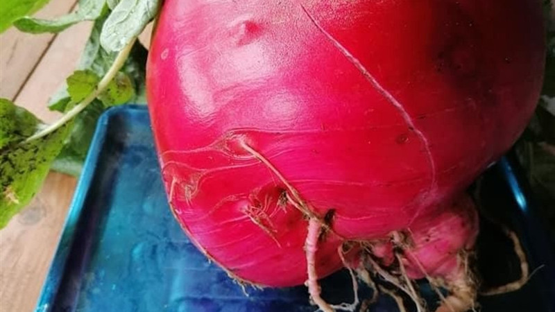 Üreticisi bile gözlerine inanamadı! Tam 6,5 kilo ağırlığında