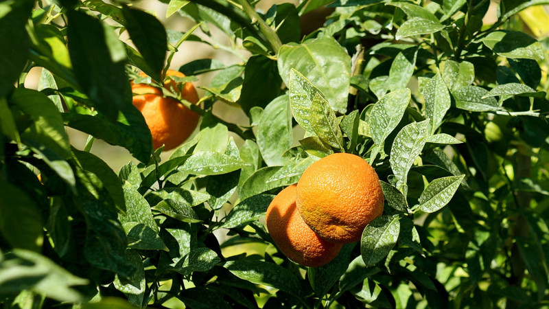 Muratpaşa'da parklara dikilen turunç ağaçlarının meyveleri reçel oluyor