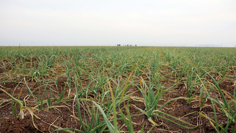 Gaziantep, sarımsağıyla da öne çıkmak istiyor