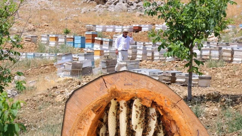 Boş bir ağaç kütüğünde üretiyor! 'Bu aslında ata dede yöntemidir'