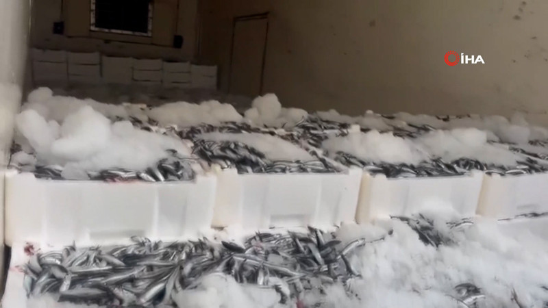 Karadeniz'den kasalarca hamsi çıktı
