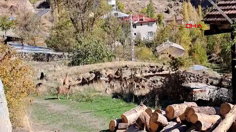 Mahalleye inen dağ keçileri, evlerin arasında dolaşıyor