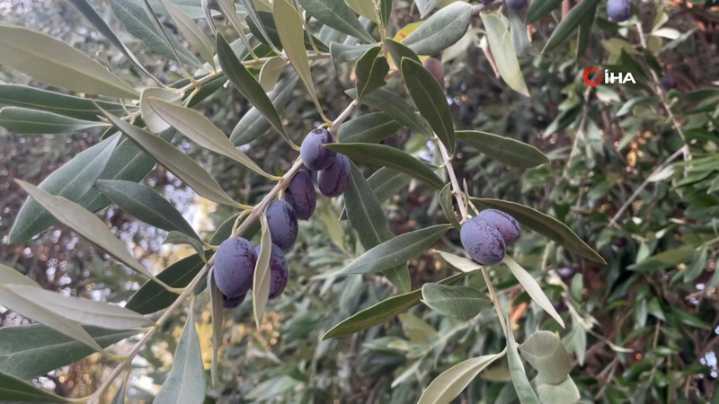 Yüzlerce yıldır İspanya ve İtalya'dan sonra sadece Gökçeada'da yetişiyor