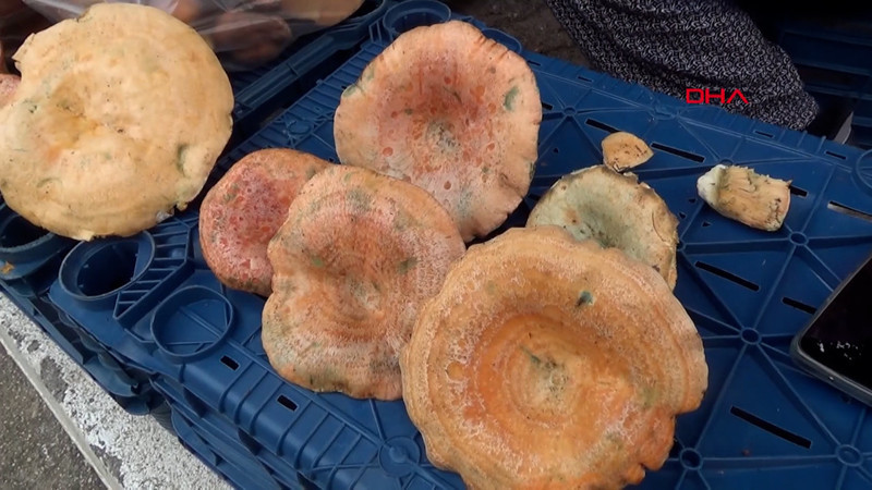 Mantar geçim kaynakları oldu