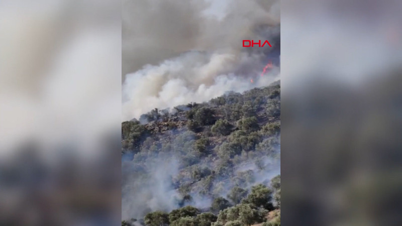 Bozdoğan'da orman yangını