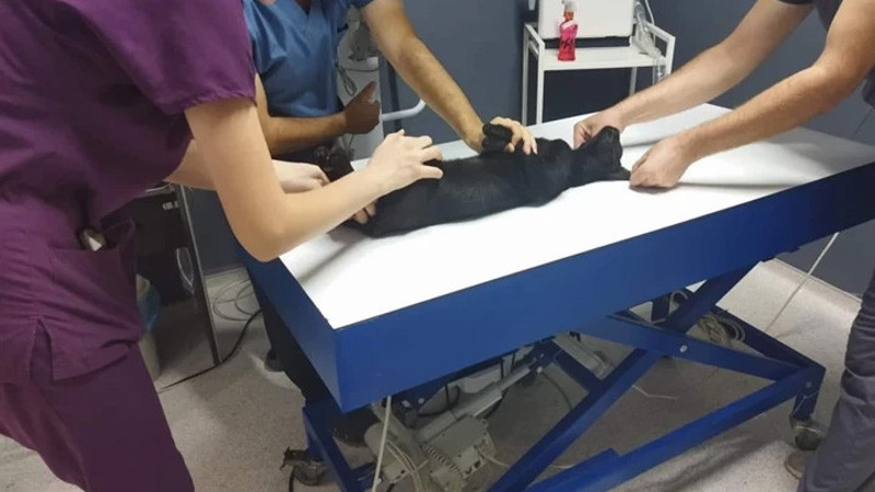 Kedileri av tüfeği ile öldüren cani için 3 yıla kadar hapis istendi