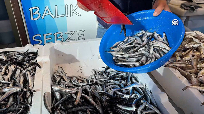 Karadeniz’de hamsi bolluğu, fiyatları dibe çekti