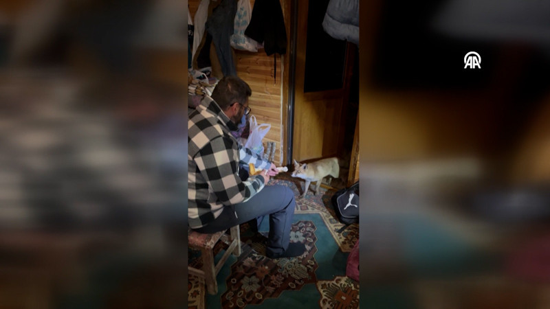 Barakasına gelen tilkiyi elleriyle besledi